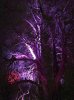 A strikingly illuminated tree, in Amiens, N.France.